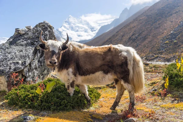 Vache au village de Chukung, région de l'Everest, Népal — Photo