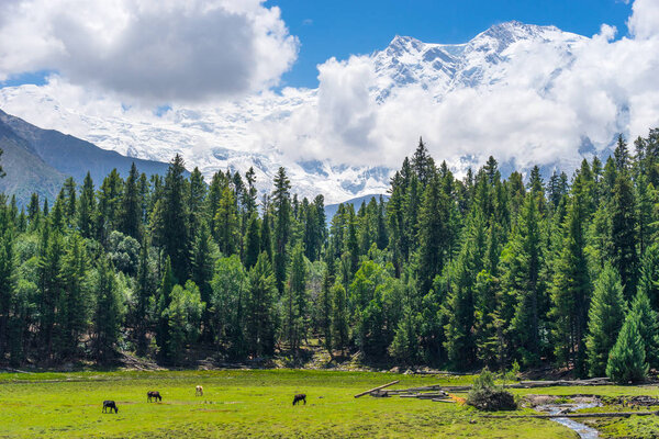 Fairy Meadow, Нанга Парбат, Гильменд, Пакистан
