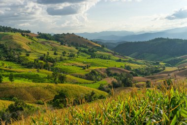 Pirinç terasları tepede Chiang Mai, Tayland