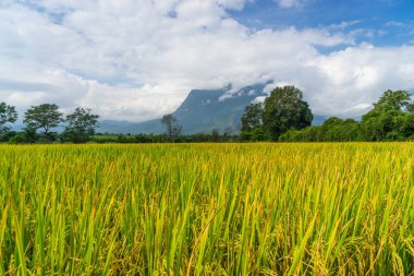 Pirinç alan Doi Luang Chiang Dao Dağı, Chiang Mai