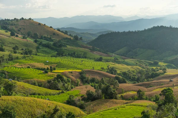 Chiang Mai rice terraces on hill, Chiang Mai, Thailand — Stock Photo, Image