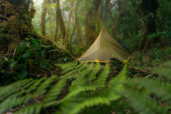 Tenda verde na selva tropical, Kao Luang, Nakhon Si Thammarat, T — Fotografia de Stock