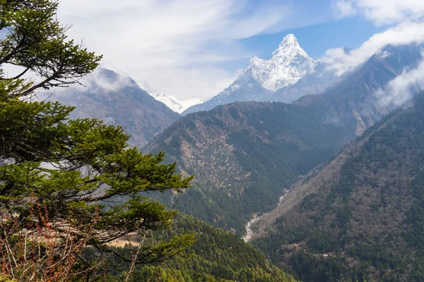 AMA Dablam góry szczyt i sosna drzewo, Everest region, Nepal — Zdjęcie stockowe