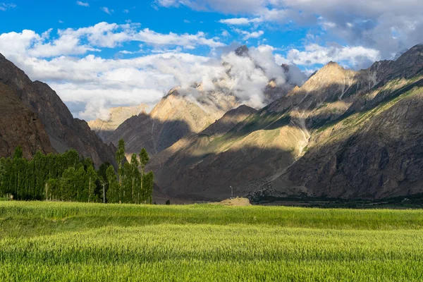 Campo de arroz en Askole pueblo en verano, K2 trek, Gilgit, Pakista —  Fotos de Stock