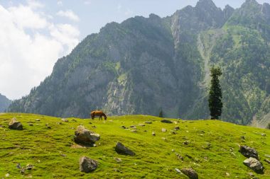 Sonamarg adlı kırmızı at yaz, Srinagar, Jammu Keşmir, Hindistan