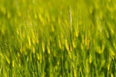 Arpa buğday un, ekmek, bira, biraz viski için kullanılan bazı