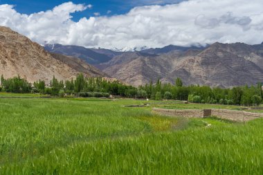 Yaz aylarında pirinç alan Leh City, Ladakh, Hindistan