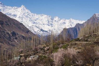 Bahar sezonu, Gilgit Balti Hunza Vadisi güzel çiçeği