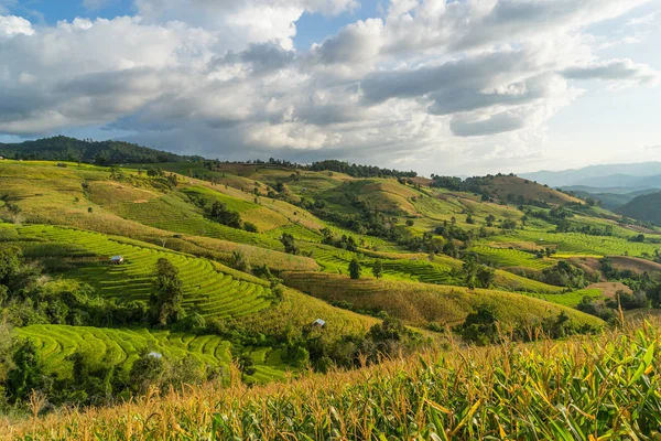 Rice terrace and paddy field on hill in Chiang Mai, Thailand — Stock Photo, Image