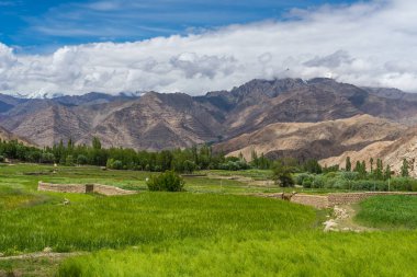 Pirinç alan ve Leh dağda yaz, Ladakh, Jammu Keşmir,