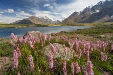 Penzi La güzel manzara yaz aylarında Zanskar vadi geçmek, 