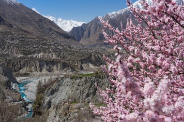 Blossom in Hunza valley, Gilgit Baltistan, Pakistan clipart
