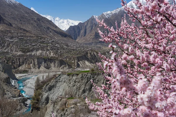 Çiçeği Hunza Vadisi, Gilgit Baltistan, Pakistan