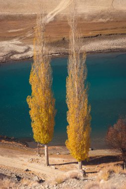 Phander Valler 'deki Sarı Sonbahar Poppla Ağacı, Gi' deki Ghizer Vadisi