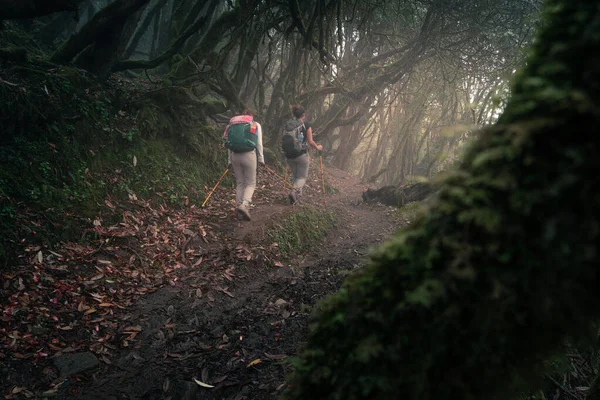 Mardi Himal 'de Himalaya' nın Nepal, Asya 'daki dağ sırasındaki rhododendron ağacıyla çevrili bir patika.