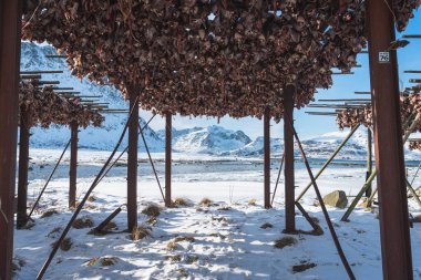 Lofoten Adası, Norveç, İskandinavya, Avrupa 'da ahşap rafta asılı duran balık stokları