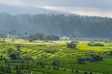 Bir sabah Bali adasında pirinç tarlası, Endonezya, Asya