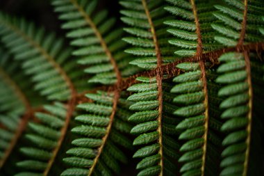 Eğreltiotu yaprakları, güzel yeşil doğal arkaplan