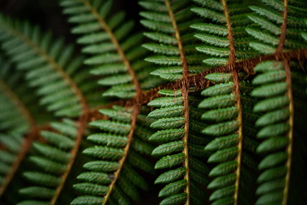Eğreltiotu yaprakları, güzel yeşil doğal arkaplan