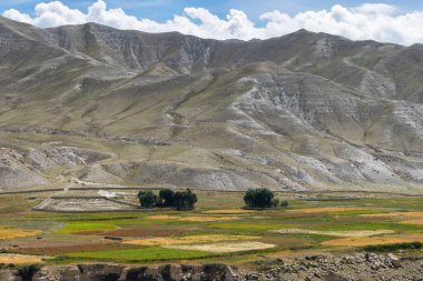 Karabuğday tarlası ve pirinç tarlası olan Yukarı Mustang 'de yaz mevsimi Nepal, Asya' da Annapurna sıradağları