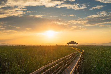 Sam Roi Yod Ulusal Parkı 'ndaki Lotus Gölü' nde güzel bir gün batımı, Prachuap Khiri Khan, Tayland, Asya
