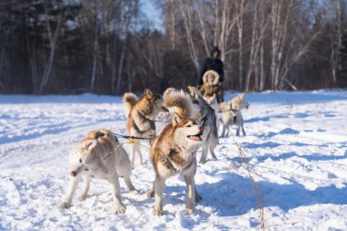 Köpek kızağı Irkutsk 'ta kış mevsiminde, Sibirya, Rusya, Asya