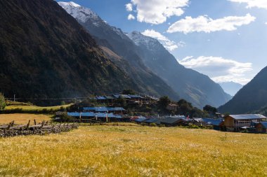 Manaslu 'daki Lho köyü, Nepal, Asya' daki Himalaya dağlarında pirinç tarlasıyla yürüyüş yapıyor.