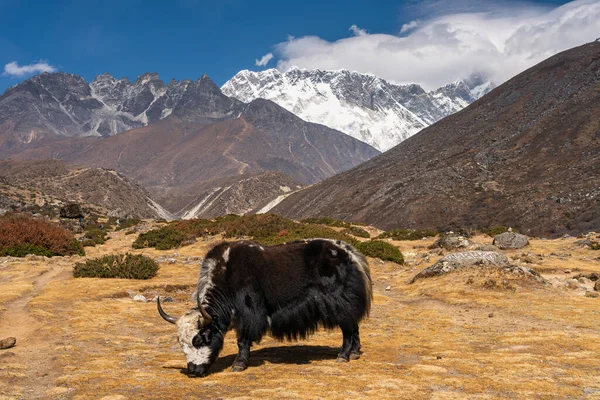Yak Noir Dans Région Everest Chaîne Montagnes Himalaya Népal Asie — Photo