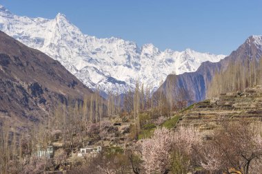 Gilgit Baltistan, Pakistan, Asya 'da çiçek açan Hunza Vadisi veya bahar mevsimi