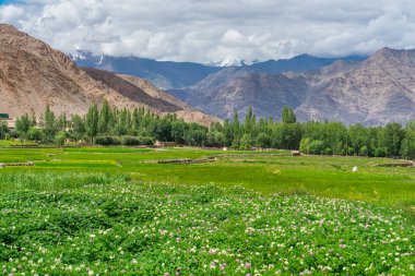 Yaz mevsiminde Leh 'in güzel manzarası Hindistan' ın kuzeyinde, Ladakh bölgesinde Himalaya dağlarıyla çevrilidir.