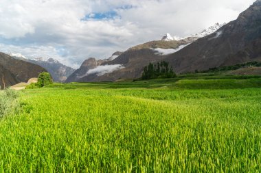 Yaz mevsiminde Askole köyünde pirinç tarlası Karakoram dağlarında K2 ana kamp yürüyüş rotası Pakistan, Asya 'da Gilgit Baltistan