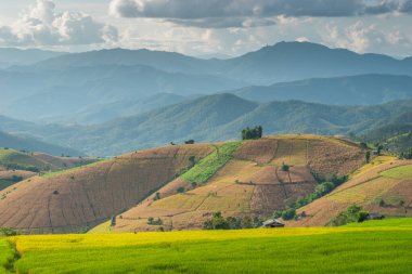 Tayland, Tayland 'ın Chiang Mai bölgesinde dağlarla çevrili güzel pirinç tarlaları.