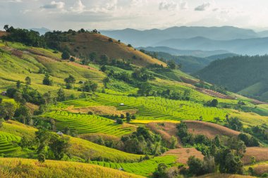 Yağmur mevsiminde, Chiang Mai, Tayland, Asya 'da tepede güzel pirinç ve mısır tarlaları.