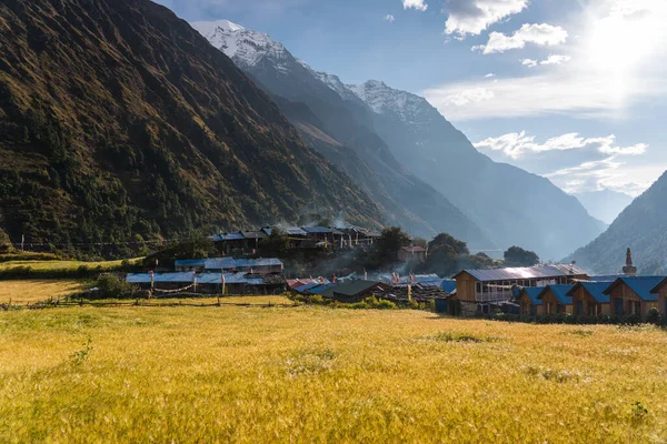 Manaslu Nun Lho Köyünde Arpa Pirinç Tarlası Nepal Asya Himalaya — Stok fotoğraf