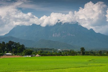 Doi Luang Chiang Dao 'nun önündeki pirinç tarlası, yağmur mevsimi, Chiang Mai bölgesi, Tayland, Asya