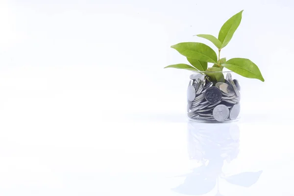 Finansal planlama, finansal büyüme kavramsal. . Yığın paralar cam iyi döner ve ağaç temsil büyüme temsil eder.