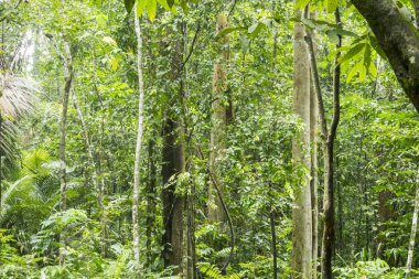Kuala Lumpur, Malezya yakınındaki Kanching şelaleler