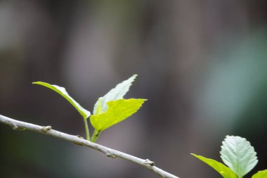 Yeşil yaprak bir bahçe. Sığ Dof ve bulanık resim.