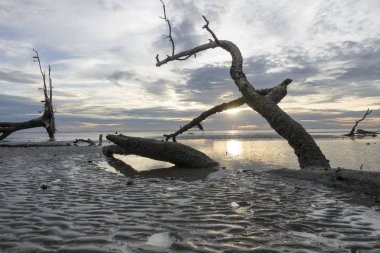 Gün batımında sahilde ölü ağaç. Uzun pozlama fotoğraf