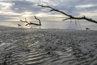 Gün batımında sahilde ölü ağaç. Uzun pozlama fotoğraf