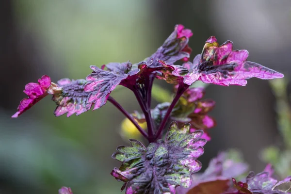 Hoja Verde Jardín Dof Poco Profundo Imagen Borrosa — Foto de Stock