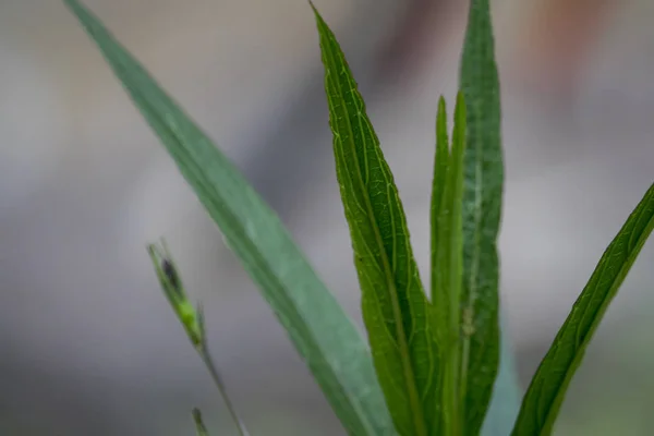 Frunză Verde Într Grădină Dof Superficial Imagine Încețoșată — Fotografie, imagine de stoc