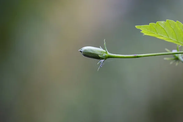 Green Leaf Garden Shallow Dof Blurred Image — Stock Photo, Image