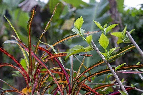 Green Leaf Garden Shallow Dof Blurred Image — Stock Photo, Image