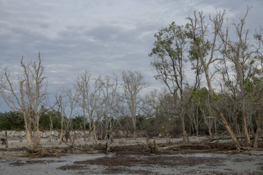 Gün batımında sahilde ölü ağaç. Uzun pozlama fotoğraf