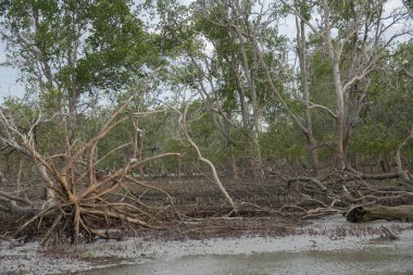 Gün batımında sahilde ölü ağaç. Uzun pozlama fotoğraf