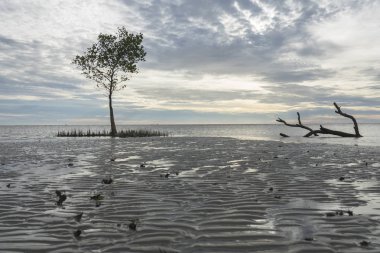 Gün batımında yalnız ağaç, Beach ateşli günbatımı. Doğa kompozisyon ve düşük ışık.