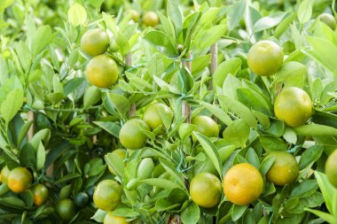 Dekoratif mandalina ağacı. Çin yeni yılı refah, zenginlik ve healthsymbol