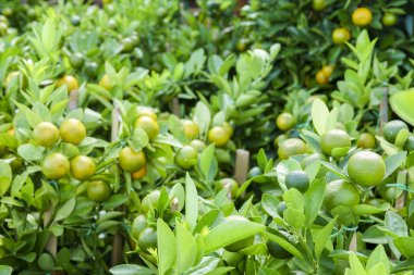 Dekoratif mandalina ağacı. Çin yeni yılı refah, zenginlik ve healthsymbol