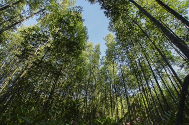 mangrov denizde büyük kök bitki yetiştirme. Ekosistem ve çevre kavramı